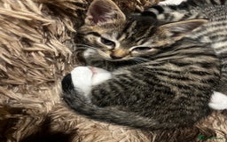 Bengal cats for sale: 2 male and 2 female kittens for sale x  - Image 2