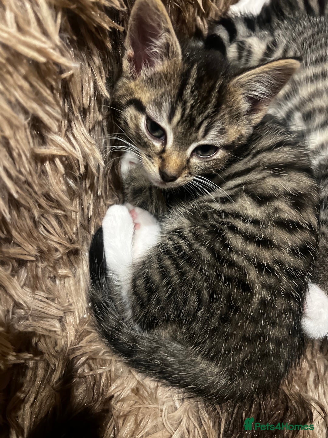 Bengal cats for sale: 2 male and 2 female kittens for sale x  - Image 2