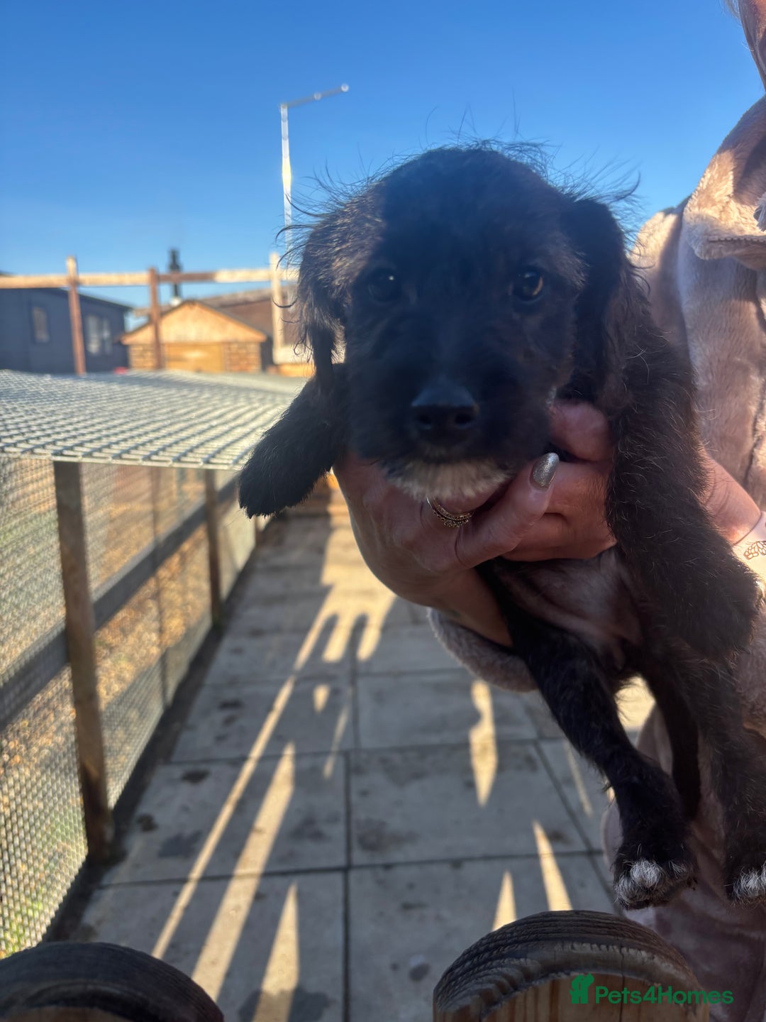 Jackapoo dogs for sale: Jackapoo Puppies for sale 🐶🐾 - Advert 12