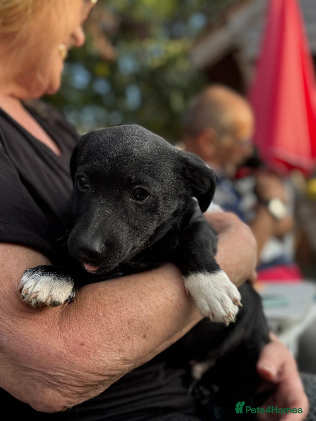 Mixed Breed dogs for adoption: FINN - a Lovely little puppy boy for a Loving Home - Image 2