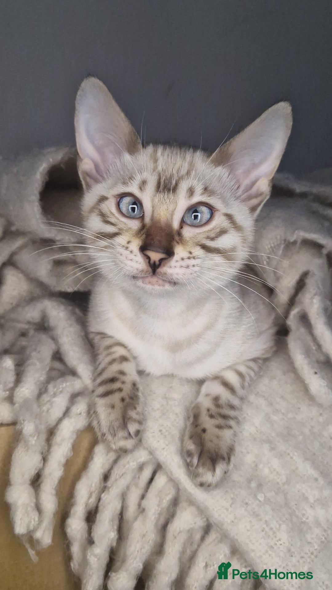 Bengal cats for sale: Snow Silver Glittered Bengal girl. - Advert 1