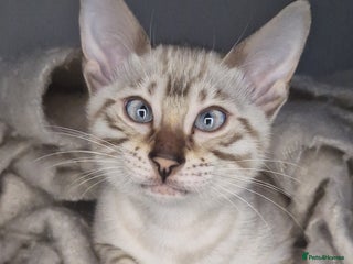 Bengal cats Snow Silver Glittered Bengal girl. - Advert 10