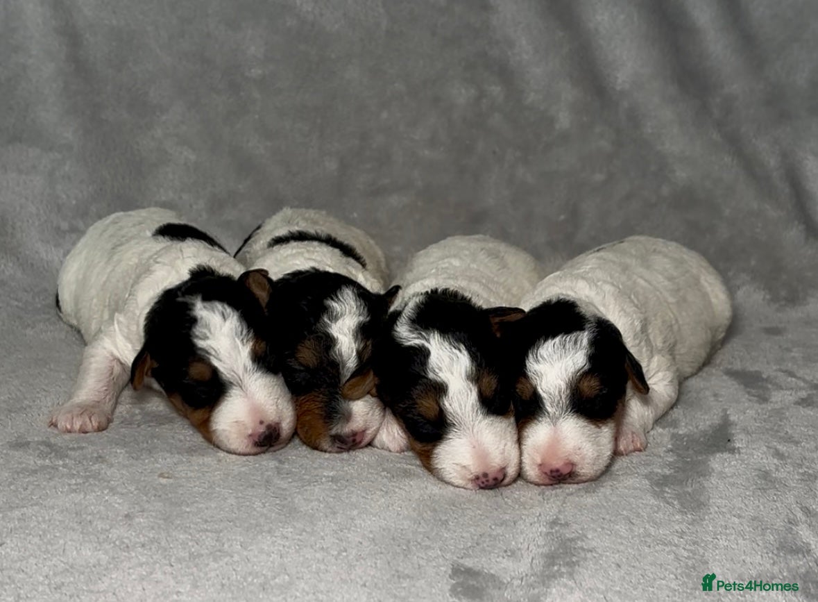 Fox Terrier dogs KC registered wire hair fox terriers - Advert 2