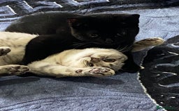 British Shorthair cats for sale: British shorthair kittens  - Image 6