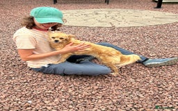 Mixed Breed dogs for adoption: Bambi - In Ayr looking for a home  - Image 7