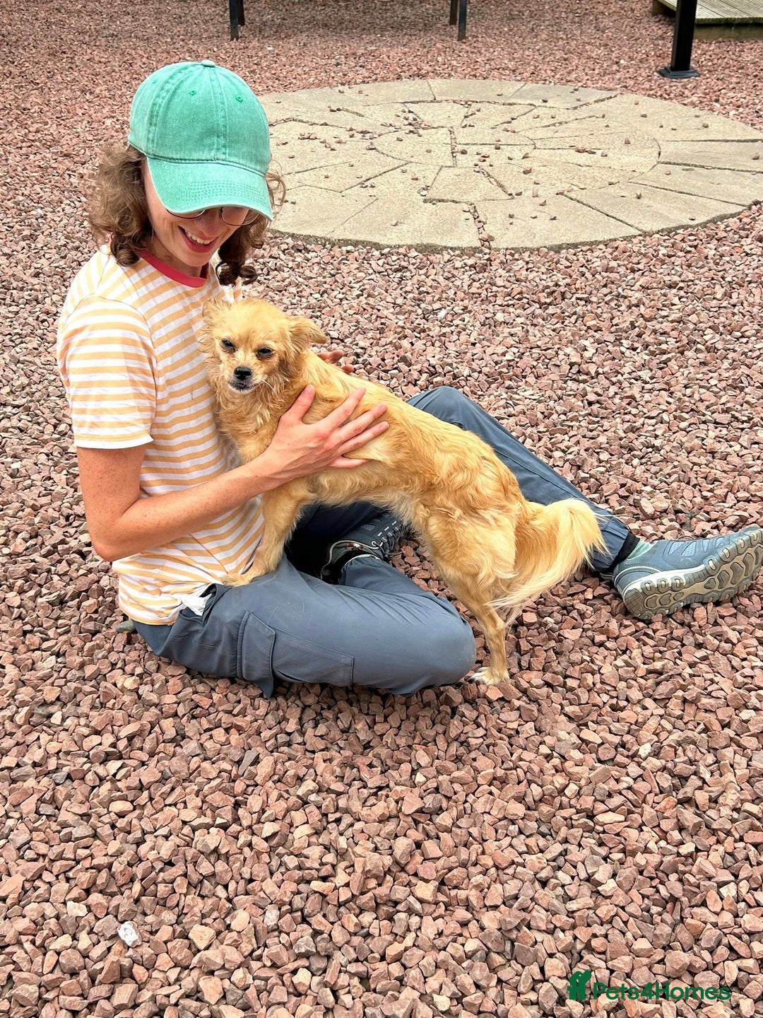 Mixed Breed dogs for adoption: Bambi - In Ayr looking for a home  - Image 7