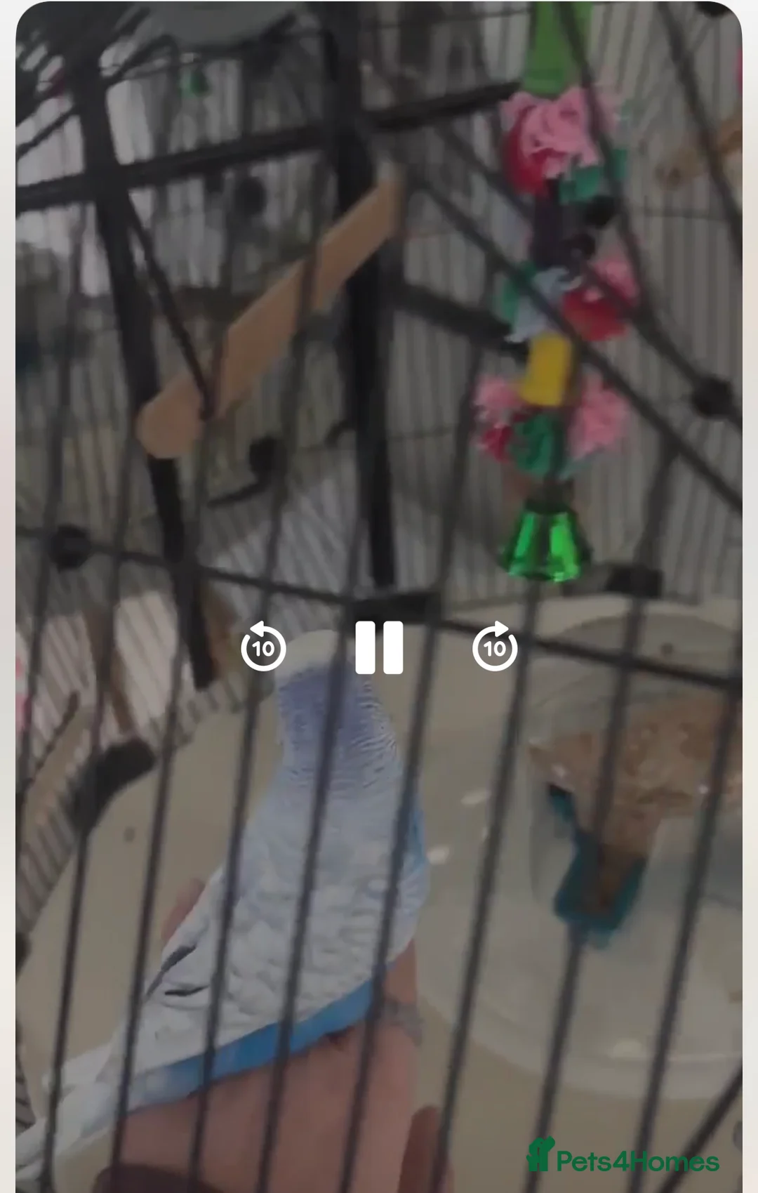 Budgerigars birds for sale: Budgies omlet cage male/Female 1 and 3 months  in Rugeley - Advert 4