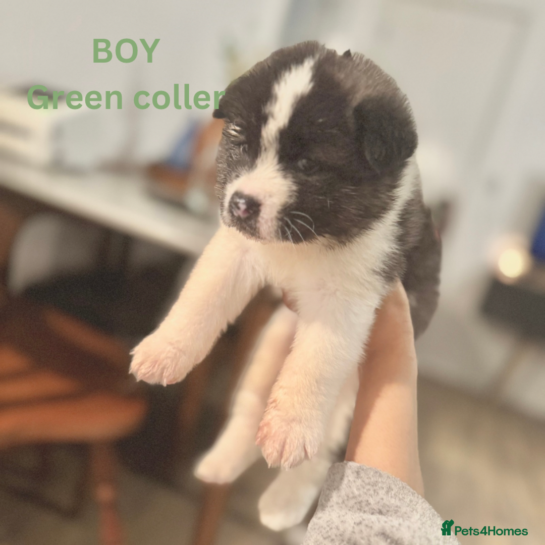 Akita dogs for sale: Quality Family Raised American Akita Puppies - Image 37