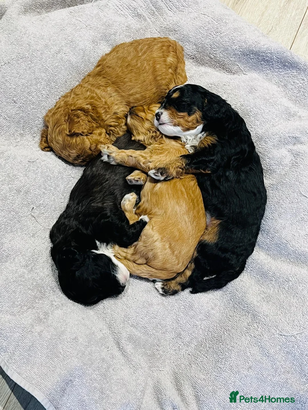 Cavapoo dogs for sale: Stunning F1b Cavapoo puppies  - Advert 4