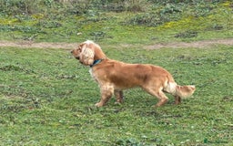 Cocker Spaniel dogs for stud: Cocker Spaniel Stud KC, Health Test, Champ Lines - Image 3