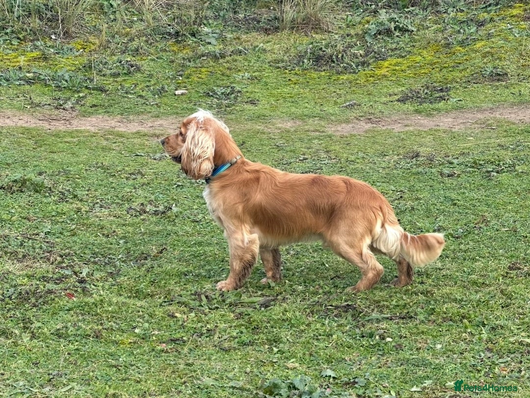 Cocker Spaniel dogs for stud: Cocker Spaniel Stud KC, Health Test, Champ Lines - Image 3