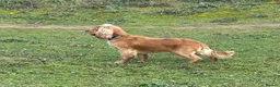 Cocker Spaniel dogs for stud: Cocker Spaniel Stud KC, Health Test, Champ Lines - Advert 3