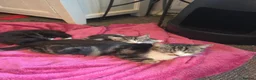 Mixed Breed cats for sale: Last Girl Ready to go now. - Advert 5