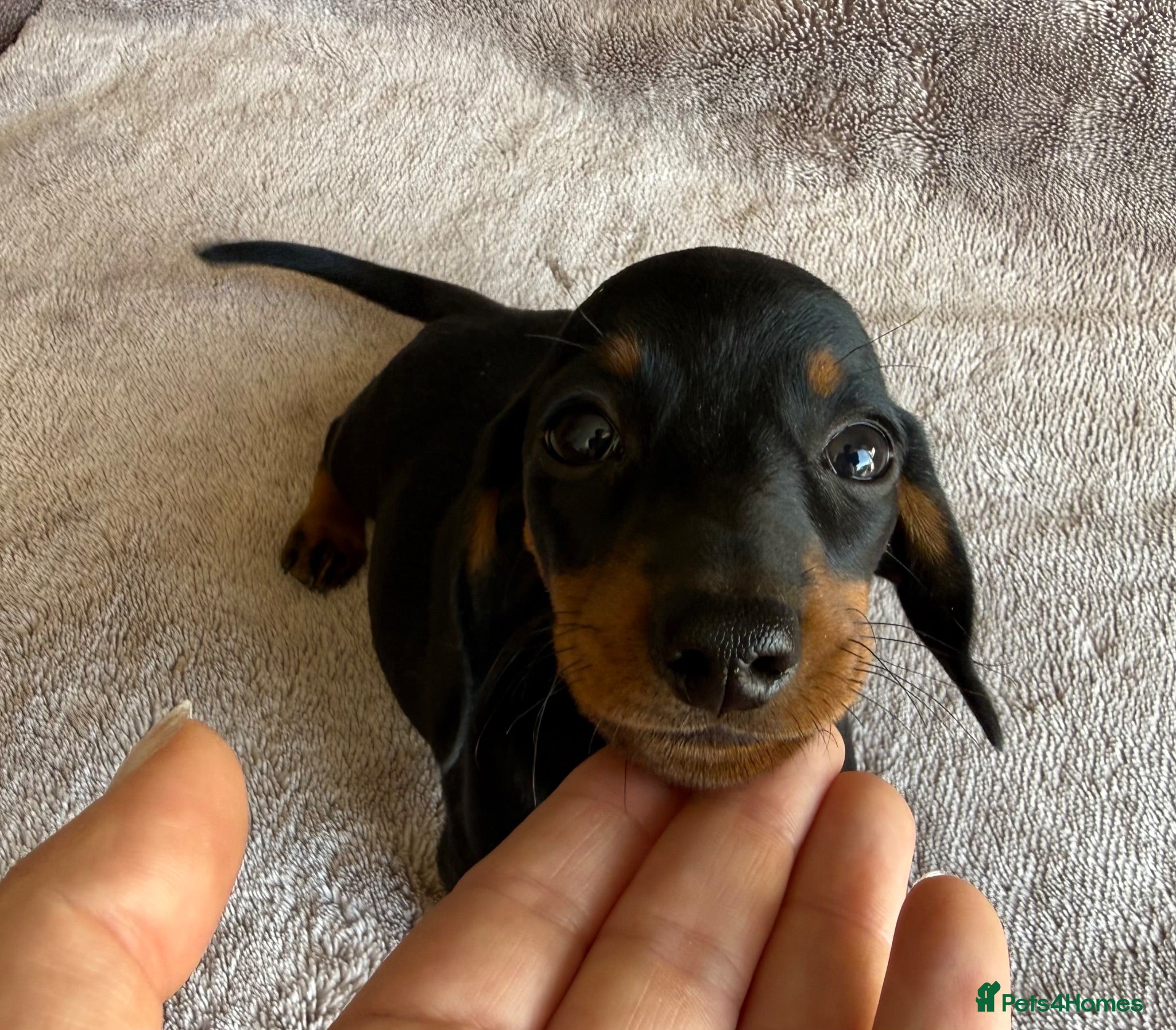 Miniature Dachshund dogs Kc Reg Smooth Haired Miniature Dachshunds  - Advert 1