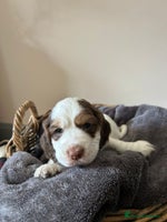 Cocker Spaniel dogs Three stunning Cocker pups - Advert 3