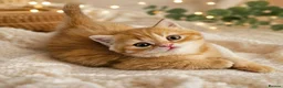 Scottish Fold cats for sale: Adorable Scottish Fold Straight Ear Tabby Kittens  - Advert 9