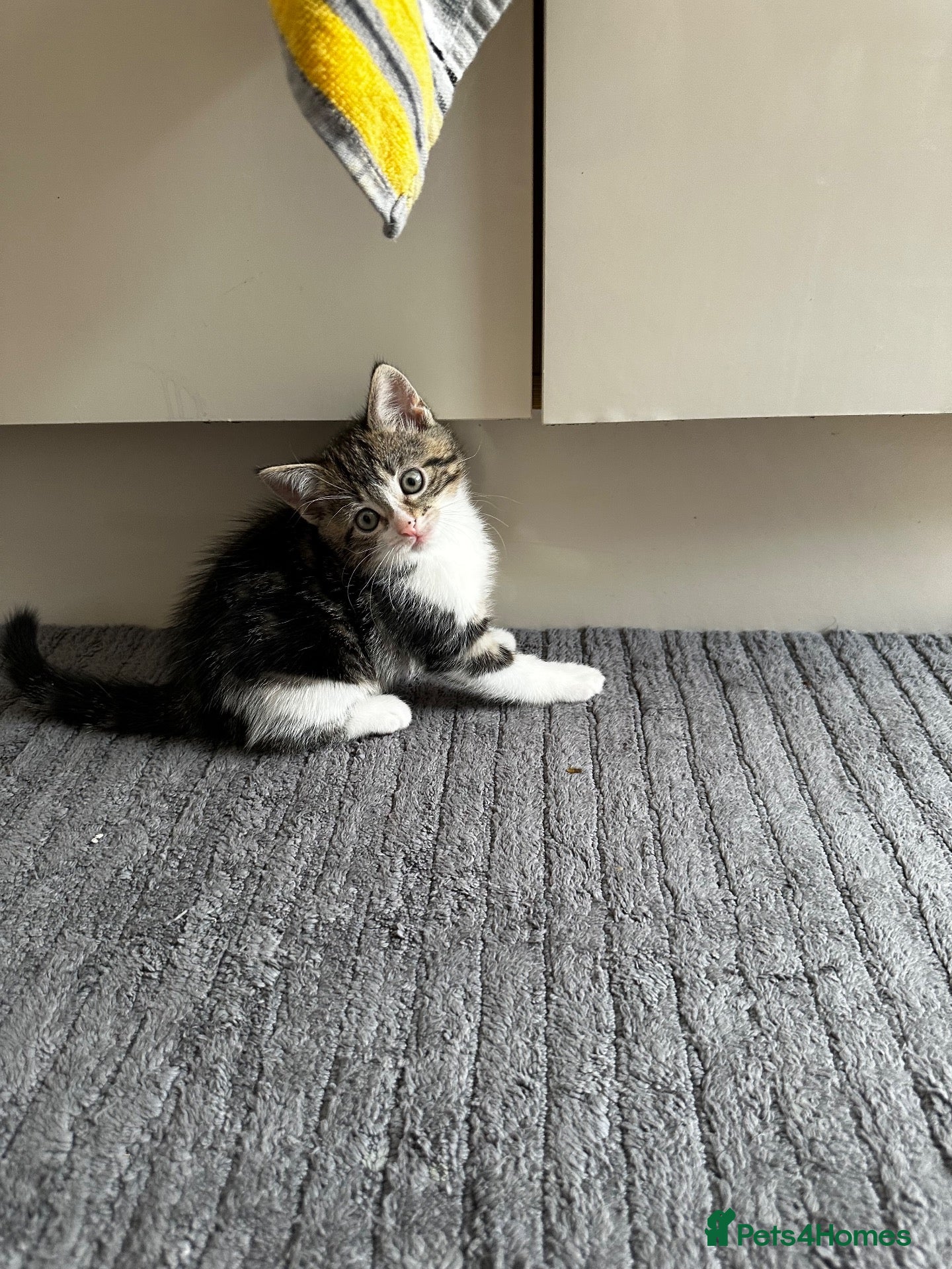 Domestic Shorthair cats Beautiful Tabby Girl Seeking Her Forever Home 🐾 - Advert 9
