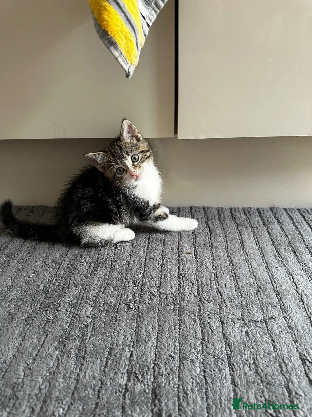 Domestic Shorthair cats for sale: Beautiful Tabby Girl Seeking Her Forever Home 🐾 - Advert 1