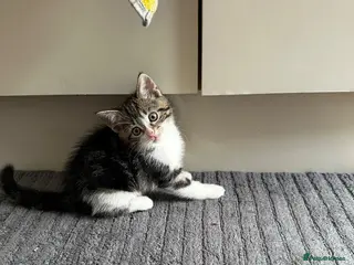Domestic Shorthair cats Beautiful Tabby Girl Seeking Her Forever Home 🐾 - Advert 1