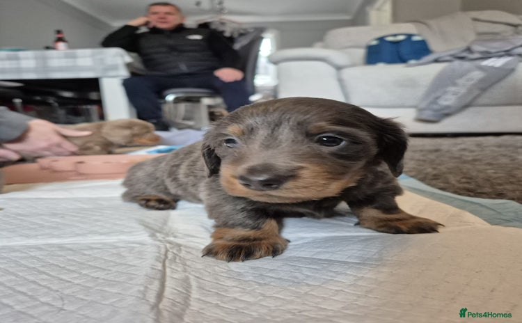 Dachshund dogs - Advert 4