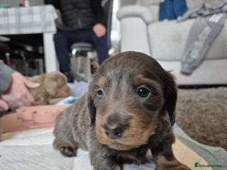 Dachshund dogs - Advert 6