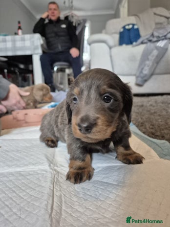 Dachshund dogs - Advert 4
