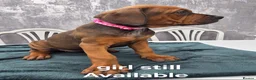 Mixed Breed dogs for sale: Dogue de bordeaux / Doberman  - Advert 3