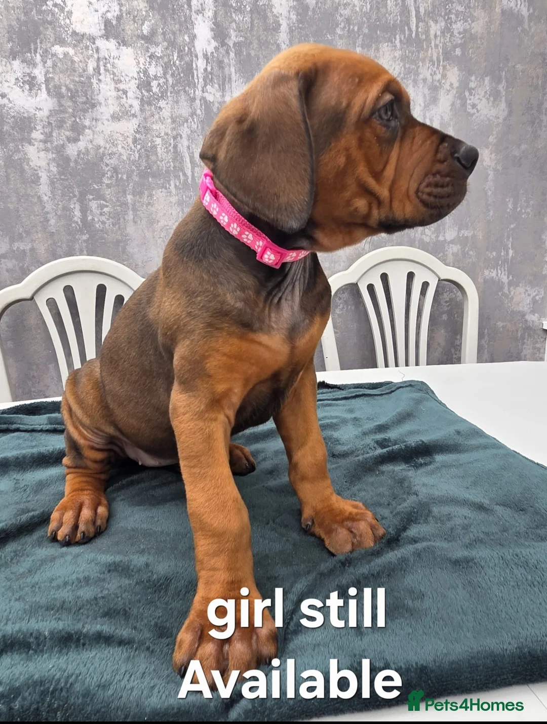 Mixed Breed dogs for sale: Dogue de bordeaux / Doberman  - Advert 1