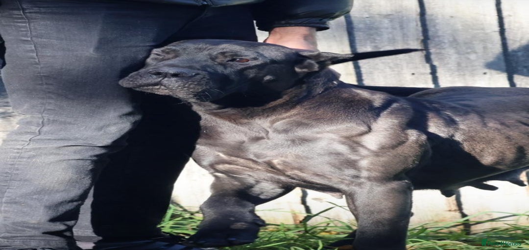 Gallery Image {{count}}