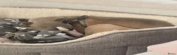 Whippet dogs for sale: Gorgeous 6 month old Male Whippet in Coventry - Advert 2