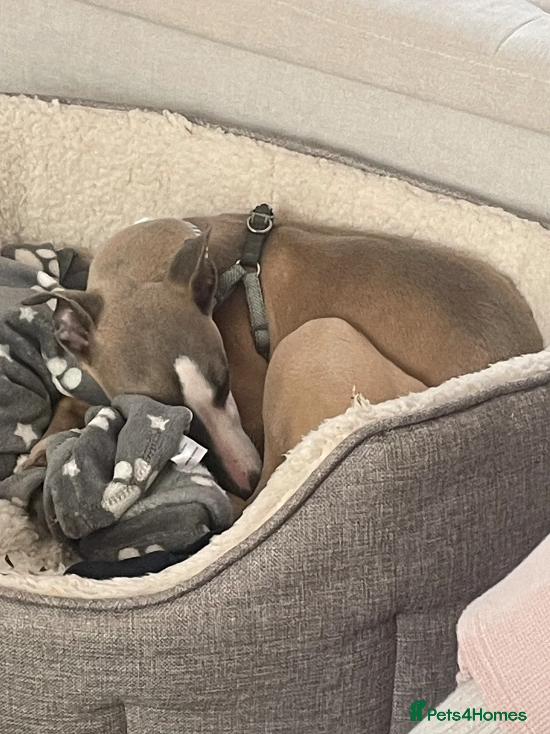 Whippet dogs for sale: Gorgeous 6 month old Male Whippet in Coventry - Advert 2