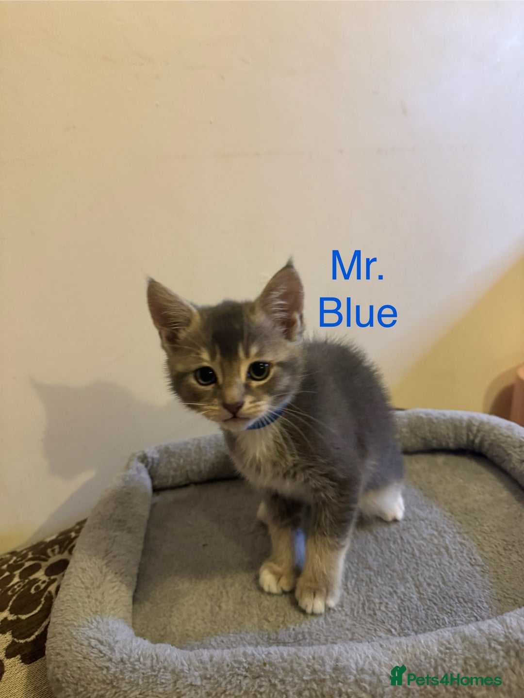 Domestic Shorthair cats for sale: Adorable Loving Kittens Looking for Forever Homes! - Advert 10