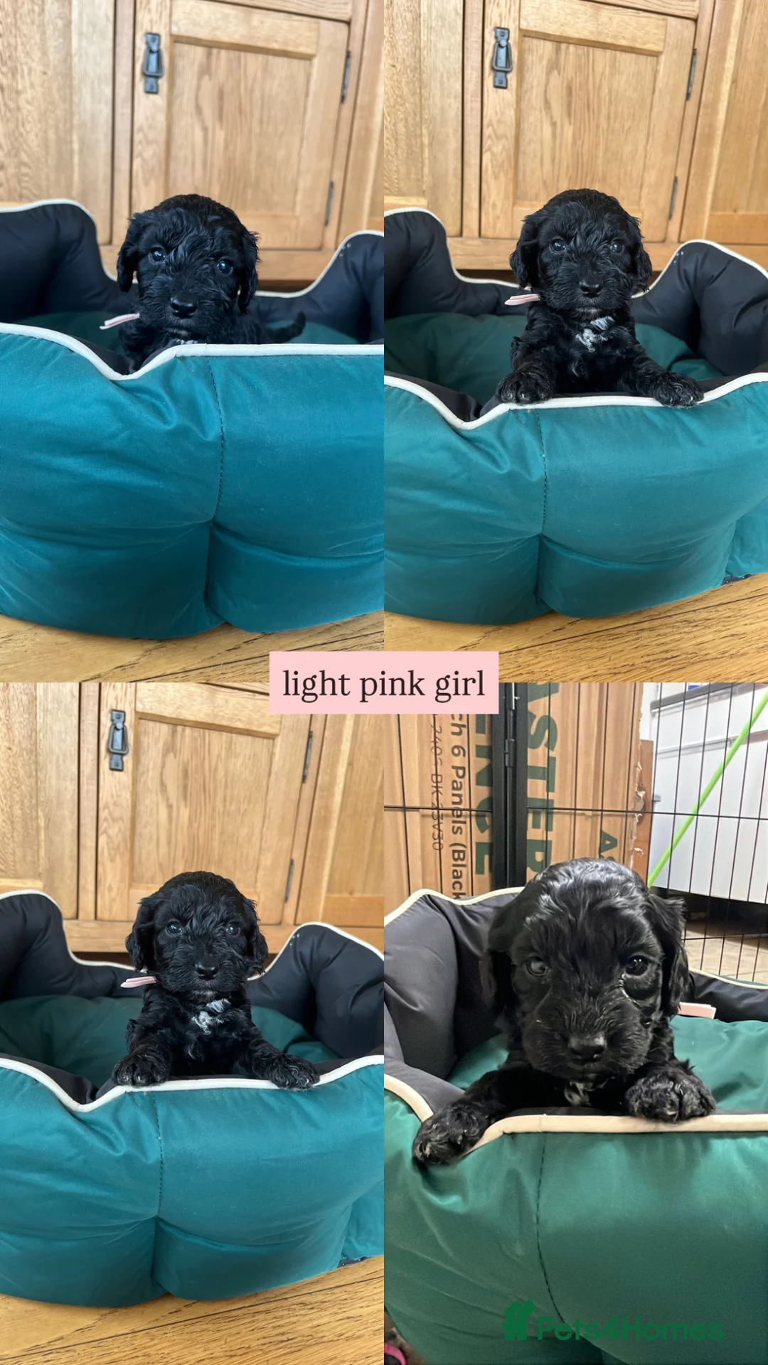 Mixed Breed dogs for sale: Sprockapoo puppies 🐶 🏠  - Advert 14
