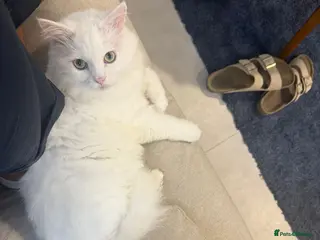 Mixed Breed cats MYKO- MIX PERSIAN INDOOR HEALTHY NEUTERED BOY CALM - Advert 16