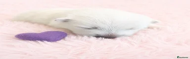 Purple girl 