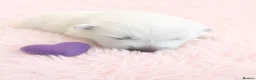 Samoyed dogs for sale: 🐾 Beautiful Samoyed Puppies Available 🐾 - Advert 23