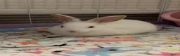 Rex rabbits for sale: Hazel and Snowy in Horsham - Advert 6
