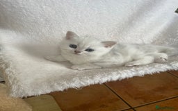 British Shorthair cats for sale: BSH Black Tipped GCCF Reg Kittens - Image 10