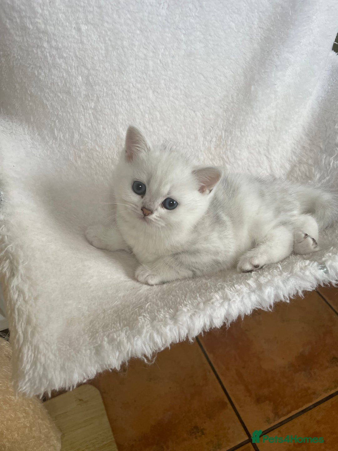 British Shorthair cats for sale: BSH Black Tipped GCCF Reg Kittens - Image 10