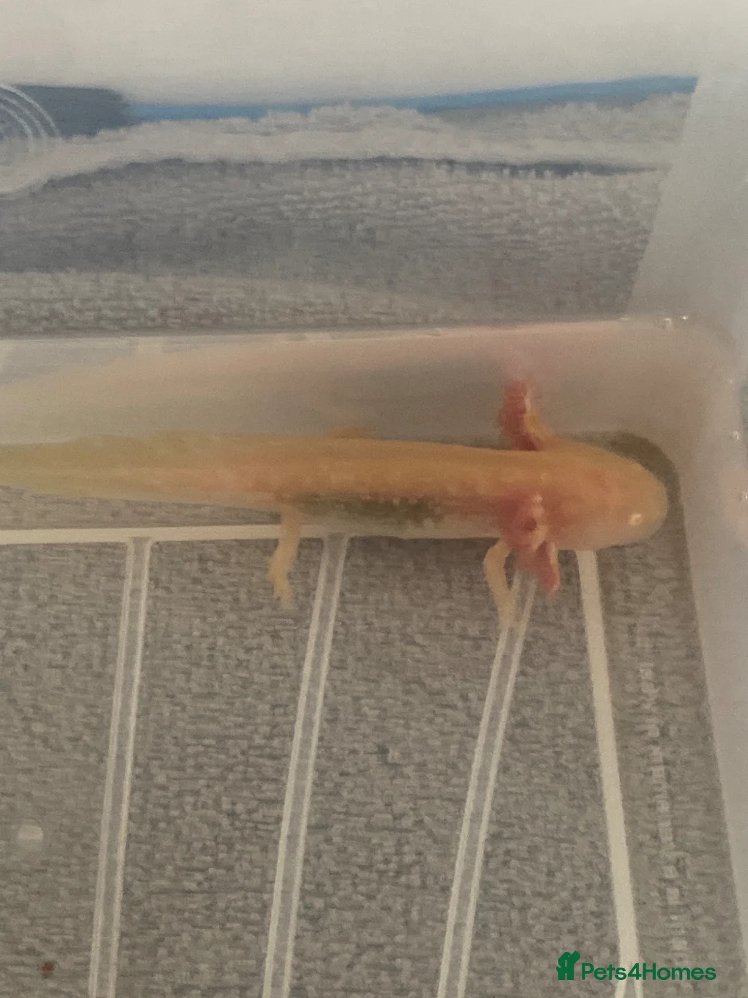 Cockroaches invertebrates for sale: Axolotl in Liverpool - Advert 1