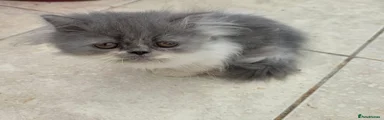 Persian 1