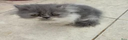 Persian cats for sale: Persian kittens for sale in Huddersfield - Advert 8
