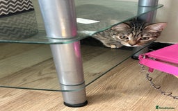 Domestic Shorthair cats for sale: Lovely Domestic short hair cats - Image 2