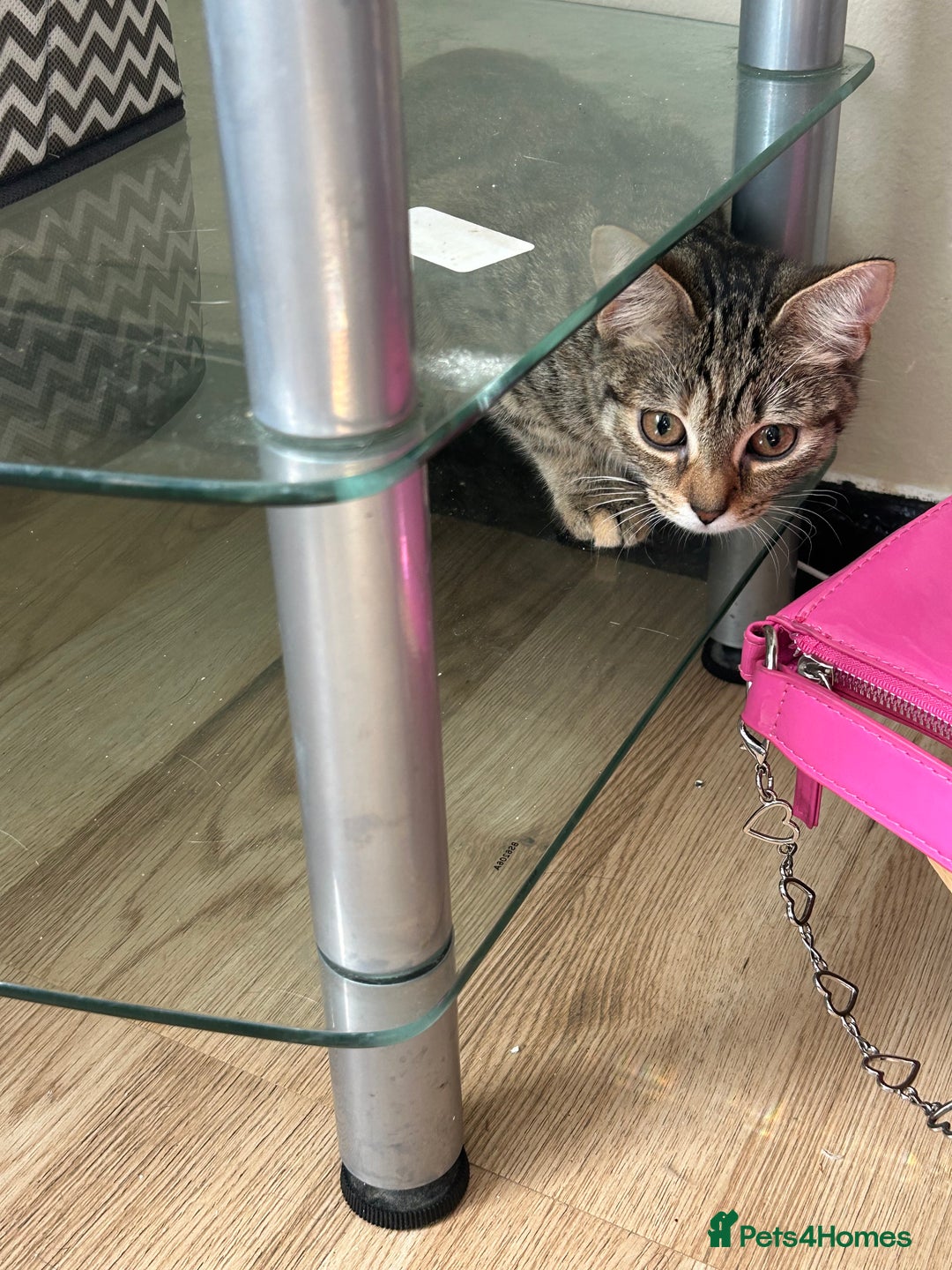 Domestic Shorthair cats for sale: Lovely Domestic short hair cats - Image 2