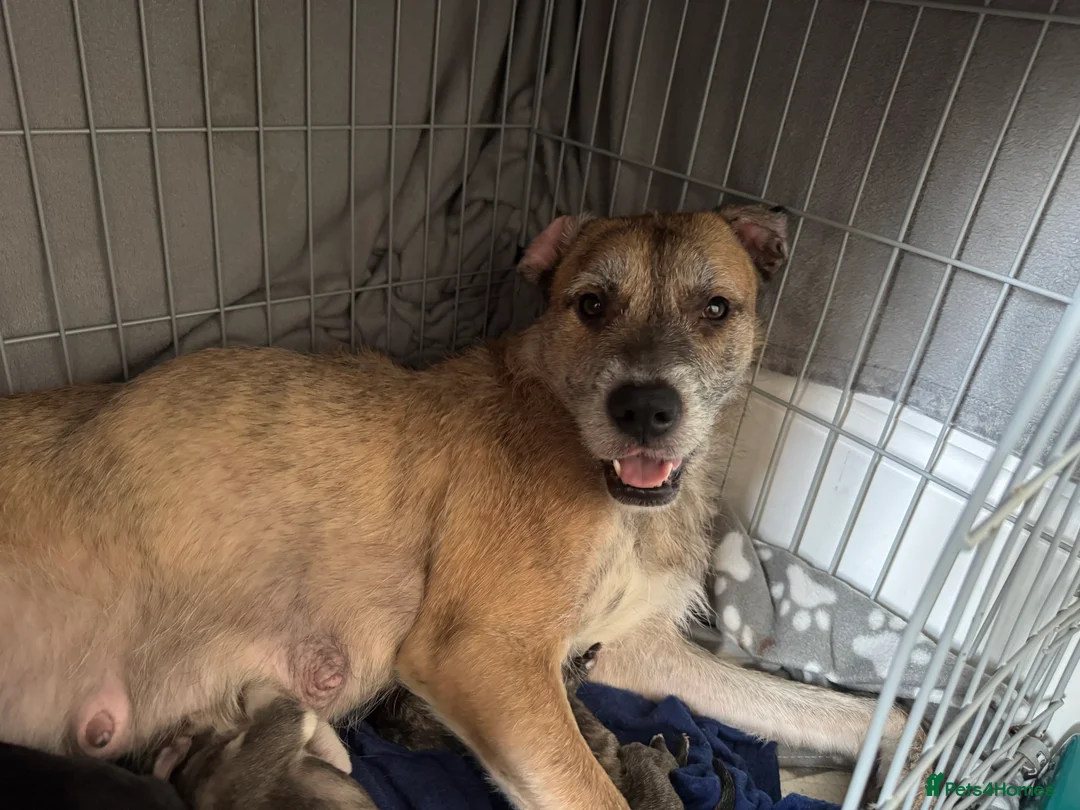 Mixed Breed dogs for sale: 4 mixed breed puppies for sale  - Advert 2