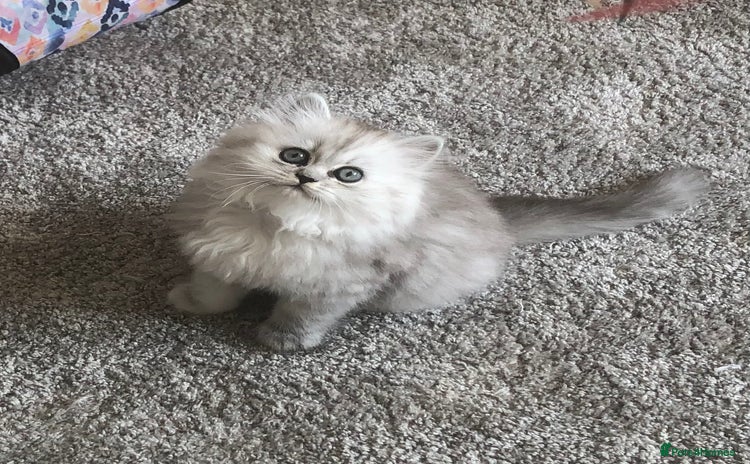 Persian cats - Advert 5
