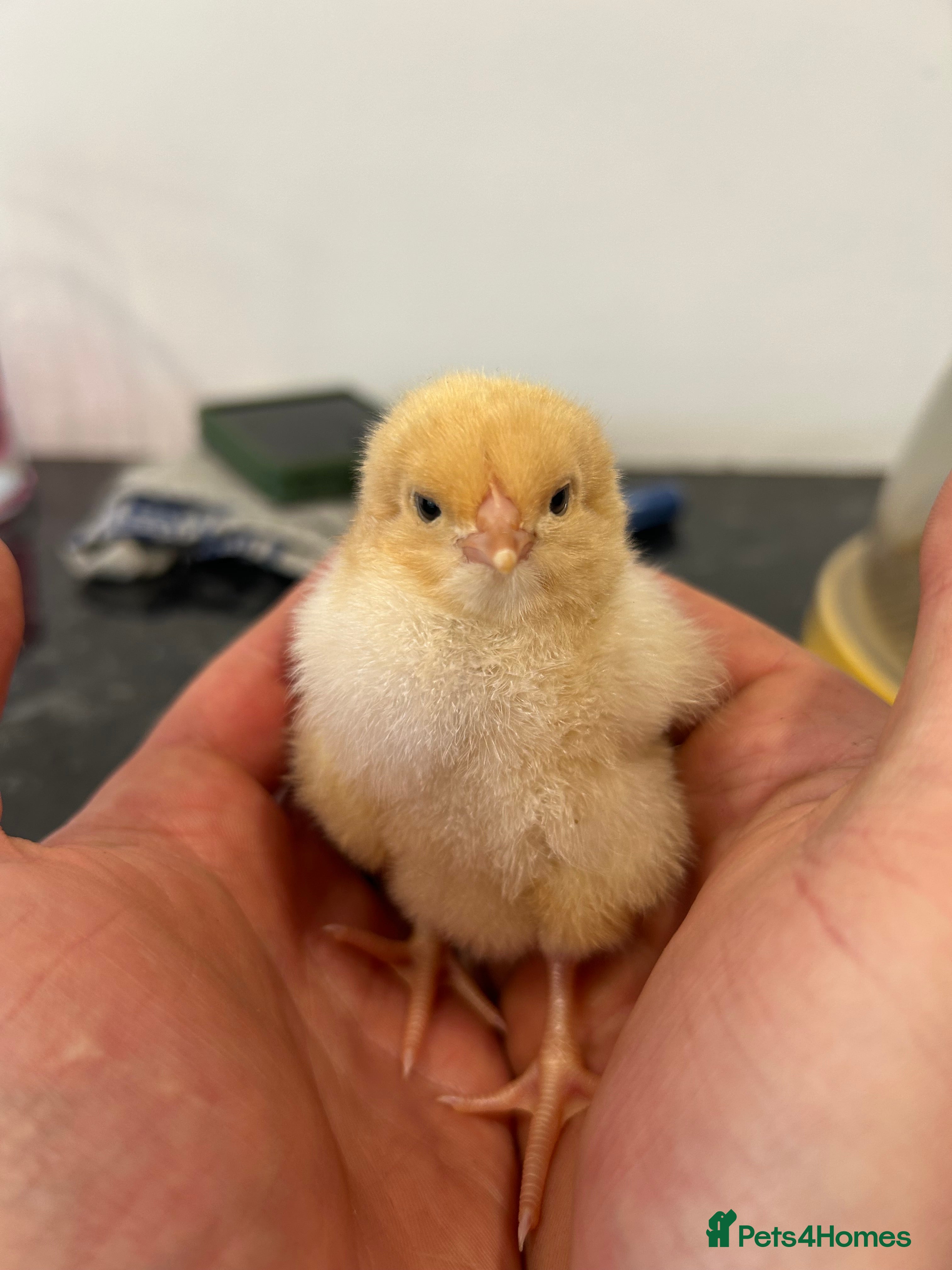 Chickens poultry Day old buff Orpington Chicks (unsexed)  in Southampton - Advert 2