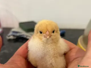Chickens poultry Day old buff Orpington Chicks (unsexed) in Southampton - Advert 1
