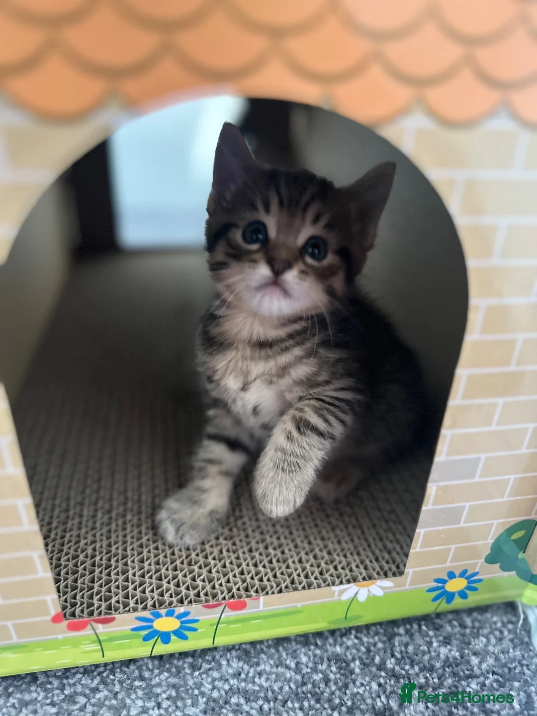 Mixed Breed cats for sale: 3 adorable kittens looking for loving home  in Basildon - Advert 2