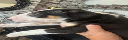 English Bull Terrier dogs for sale: English bull terriers puppies - Advert 1